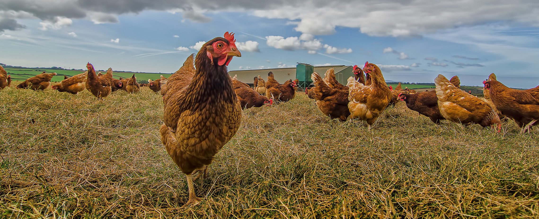 Chickens | Cornhill Farm